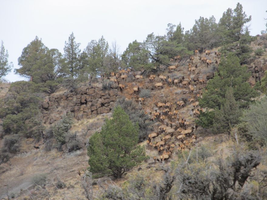 Bologna Creek Ranch offers grazing, hunting, recreation, good water and thousands of acres of public land access immediately adjacent to the ranch.  The ranch consists of 2143 deeded acres and includes a BLM grazing allotment.  Grant County, Oregon is cattle country and the Bologna Creek Ranch has lots to offer in that regard.  The ranch has varied elevation to provide grazing in several seasons.  The grass productivity on the ranch is impressive.  The BLM allotment allows for 8 months of grazing!  In addition there are 11 springs and two creeks that provide consistent water for livestock and wildlife.  There are 2 off grid hunting cabins on the property that are rustic and welcoming when you arrive.  Bologna Creek Ranch has 11 springs and both forks of Bologna Creek run through the ranch.  The Umatilla National Forest is immediately adjacent to the ranch and offers ample room to extend your hunting opportunities.  The ranch sits in the highly coveted Heppner Hunting unit.  5 LOP's.