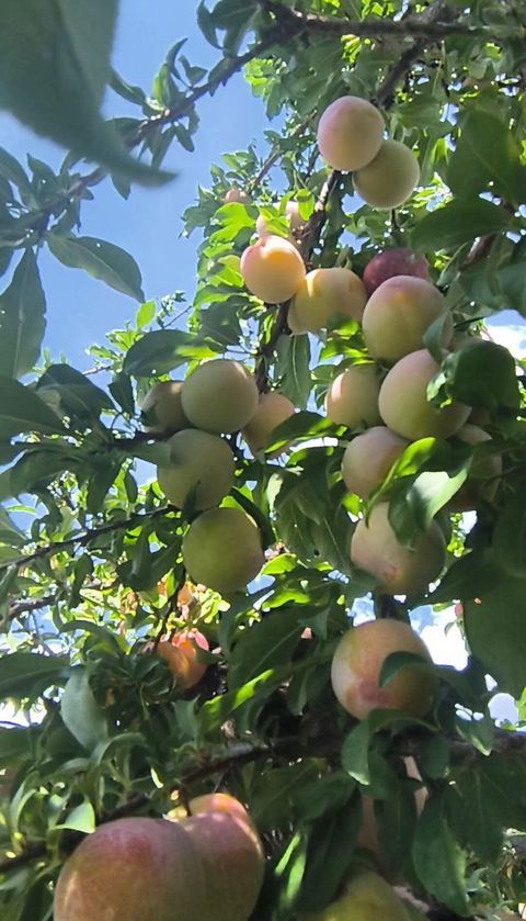 Tiny photo for 2816 Reclamation Avenue, Klamath Falls, OR 97603 (MLS # 220212040)