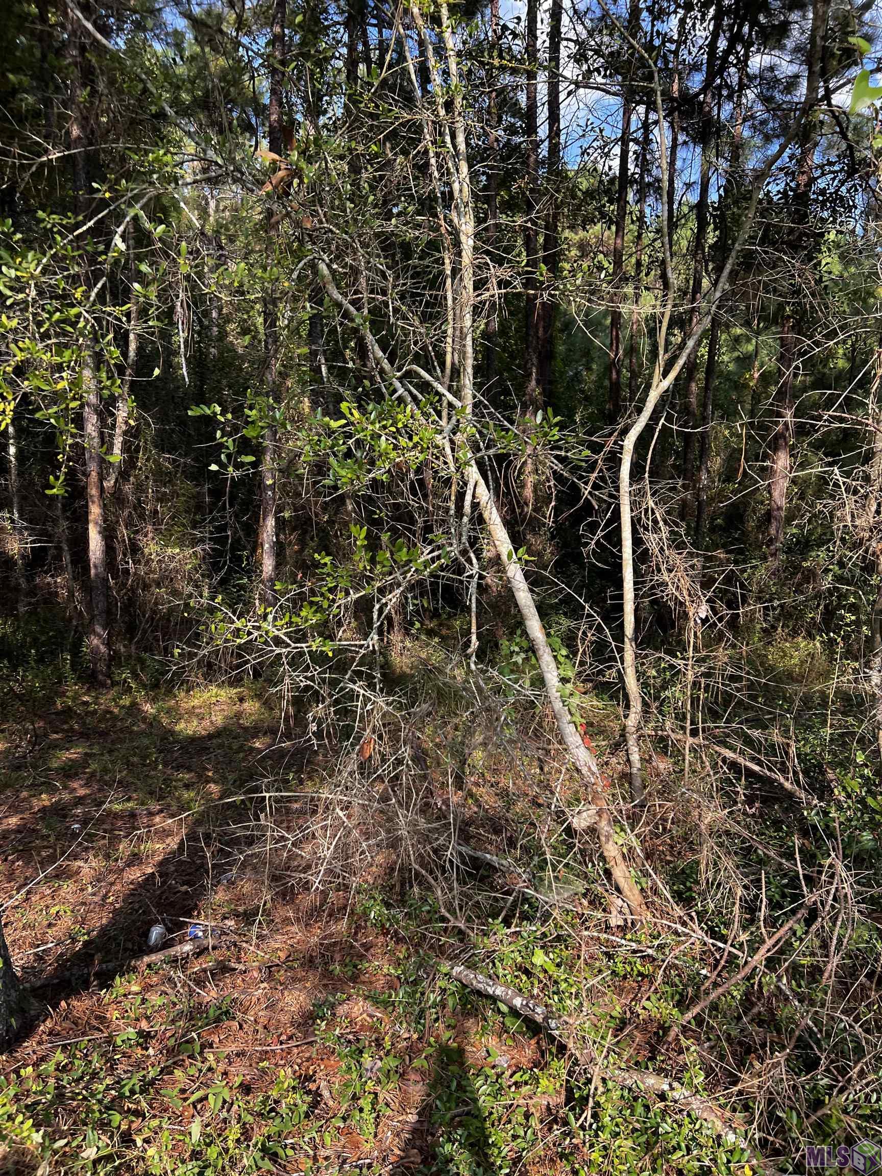 TBD La Hwy 67, Slaughter, Louisiana image 3