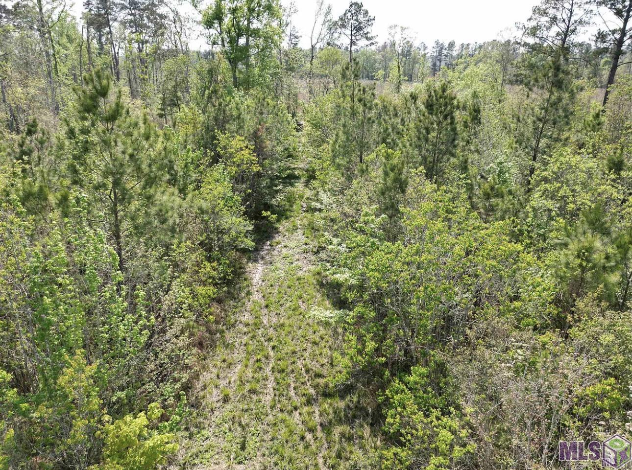 10 Acres La Hwy 63, Livingston, Louisiana image 7