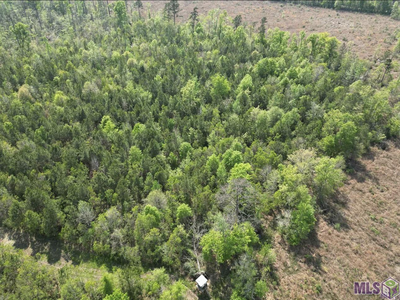 10 Acres La Hwy 63, Livingston, Louisiana image 10