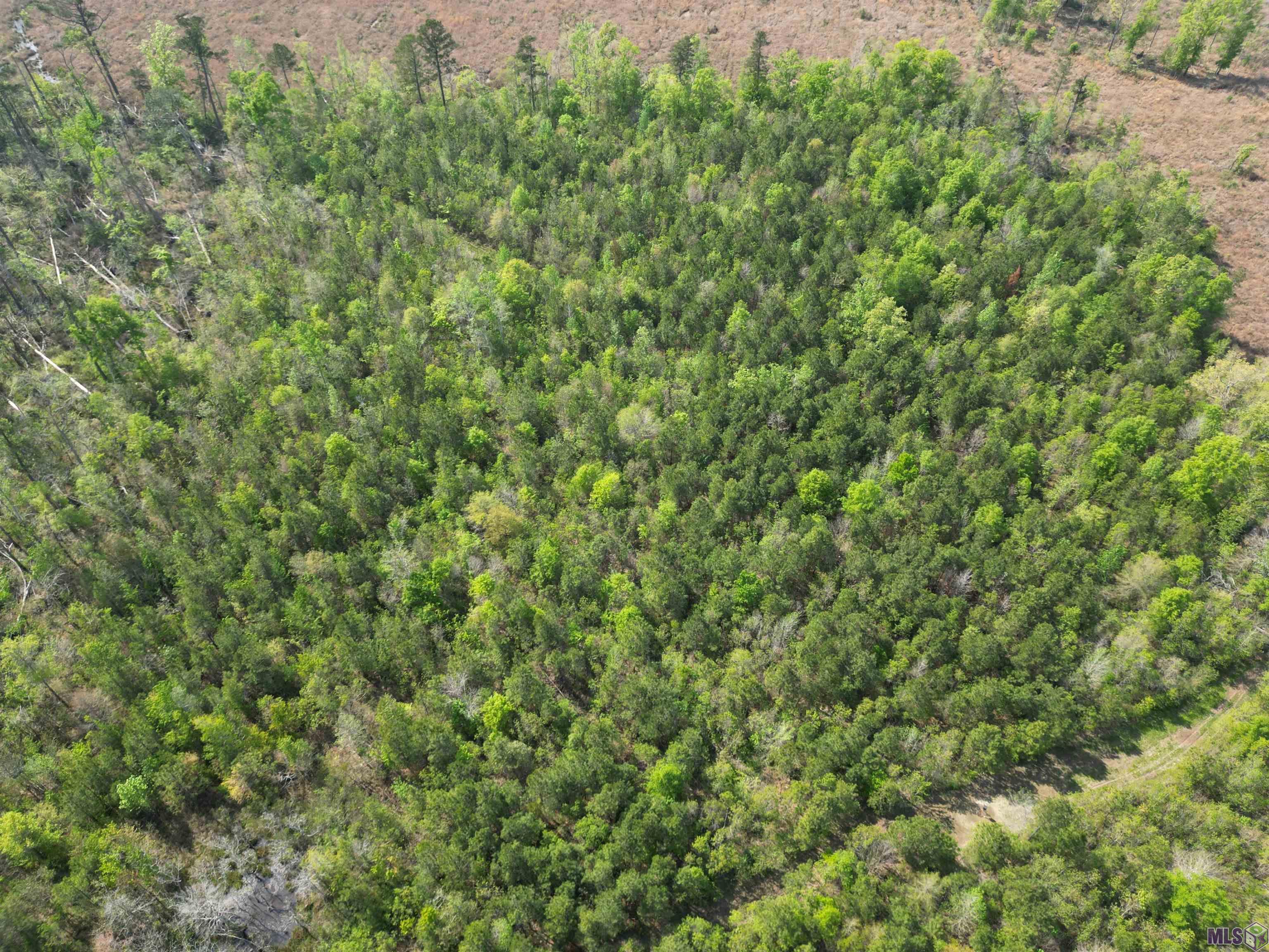 10 Acres La Hwy 63, Livingston, Louisiana image 6