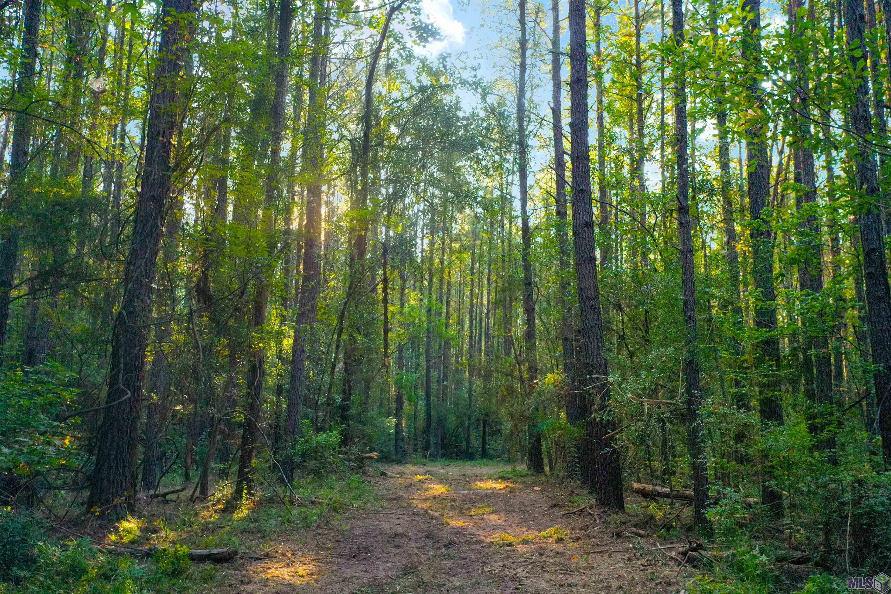 Lot 15 La Hwy 449, Pine Grove, Louisiana image 7