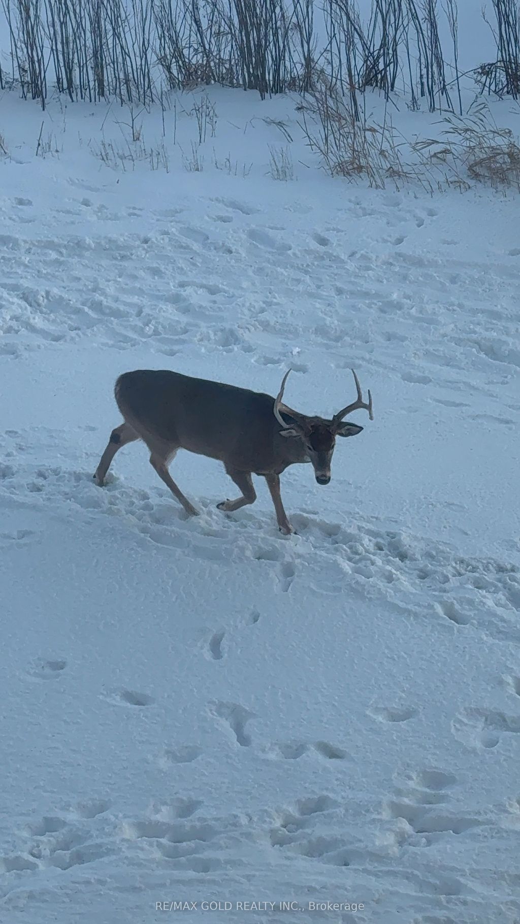 Photo of 65 YORKLAND Boulevard #202, Brampton, ON L4C 9Z4 (MLS # W12718978)