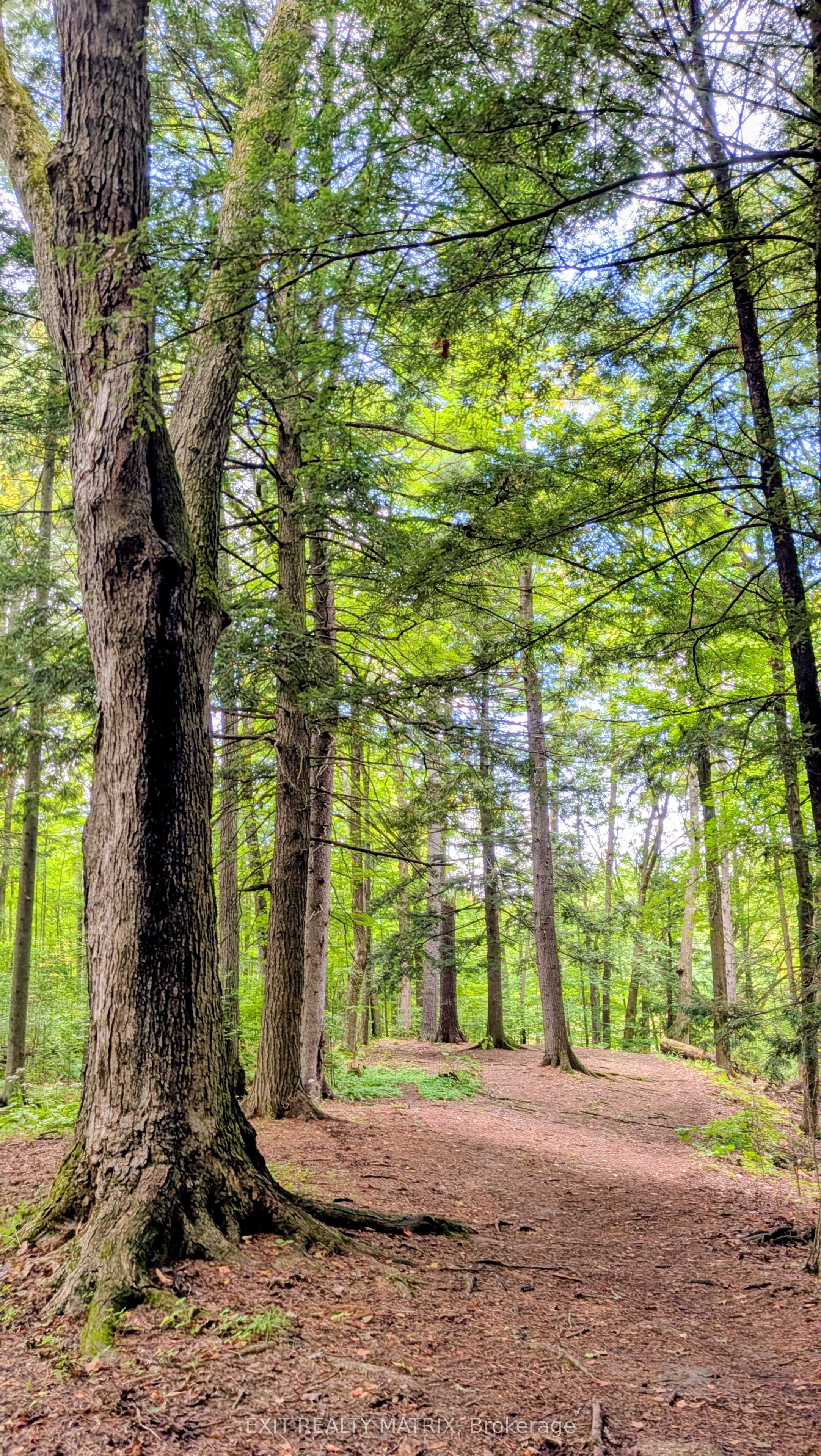 Bilberry Creek Trail