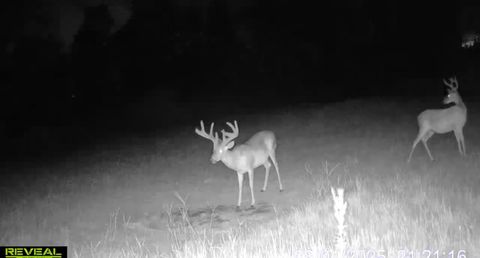 Vacant Land For Sale - 1 Sarah Simpson Road<br/> Iva, SC 29655