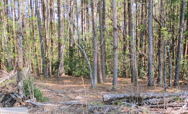 259 Jocassee Ridge Way, Salem, South Carolina image 18