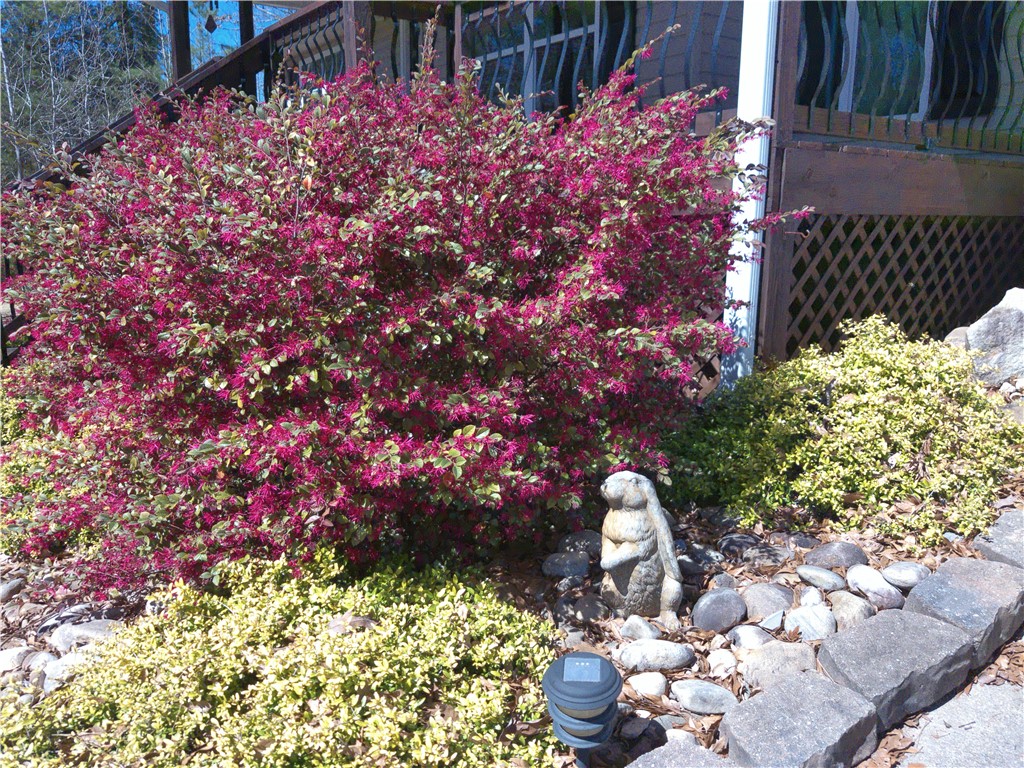 115 Morgan Road, West Union, South Carolina image 5