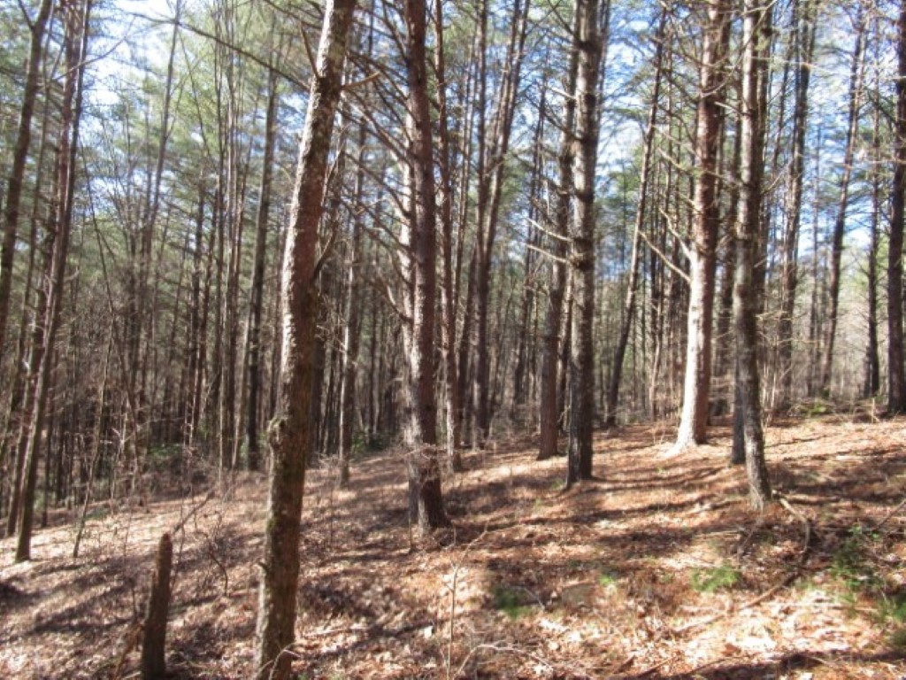 Lot 10 Sweet Shrub Court, Sunset, South Carolina image 1