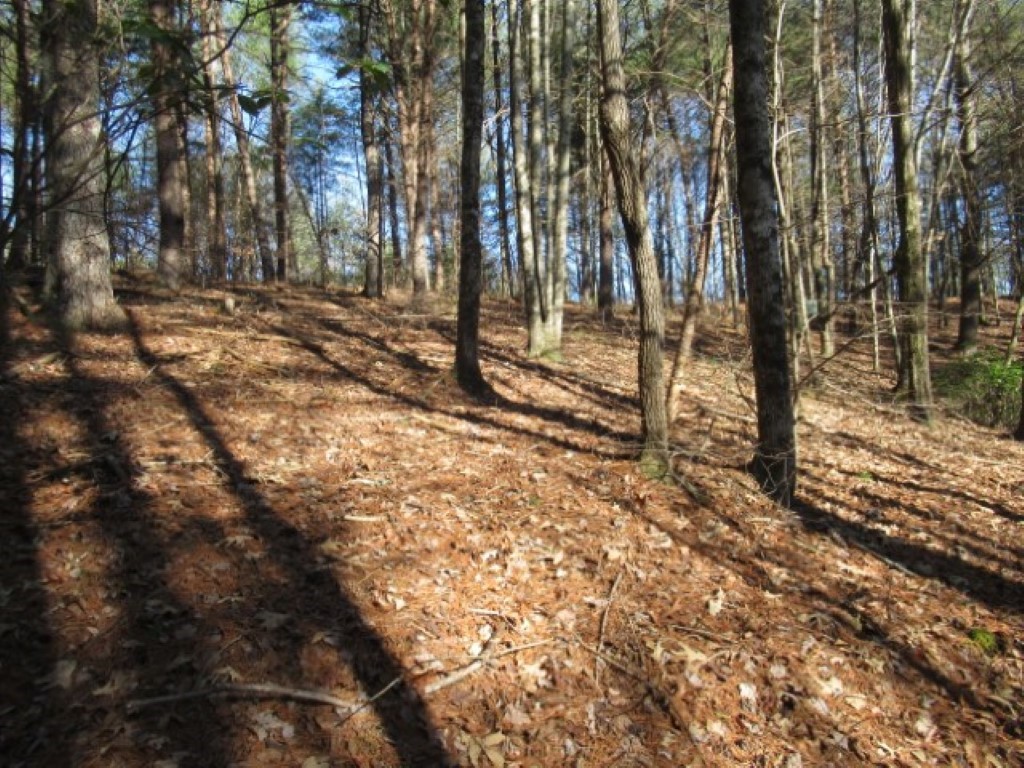 Lot 10 Sweet Shrub Court, Sunset, South Carolina image 9