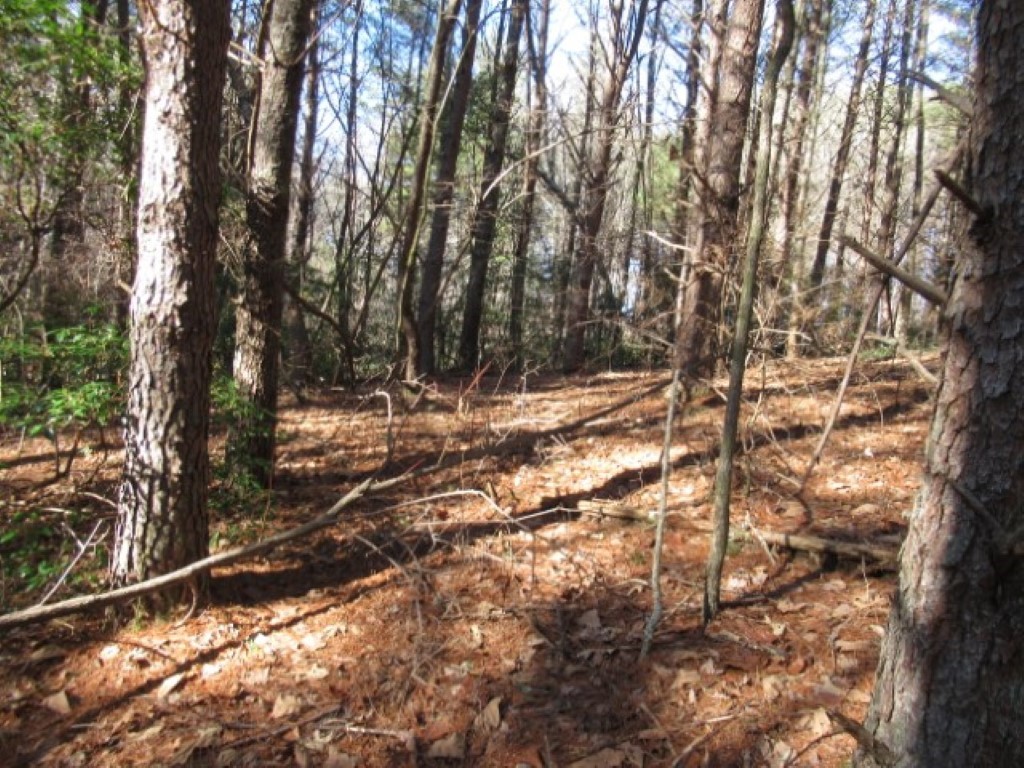 Lot 10 Sweet Shrub Court, Sunset, South Carolina image 12