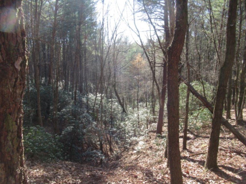 Lot 10 Sweet Shrub Court, Sunset, South Carolina image 3