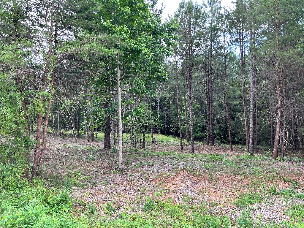 Lot 1 Love And Care Road, Six Mile, South Carolina image 5