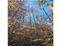 Coffee Road, Westminster, South Carolina image 15