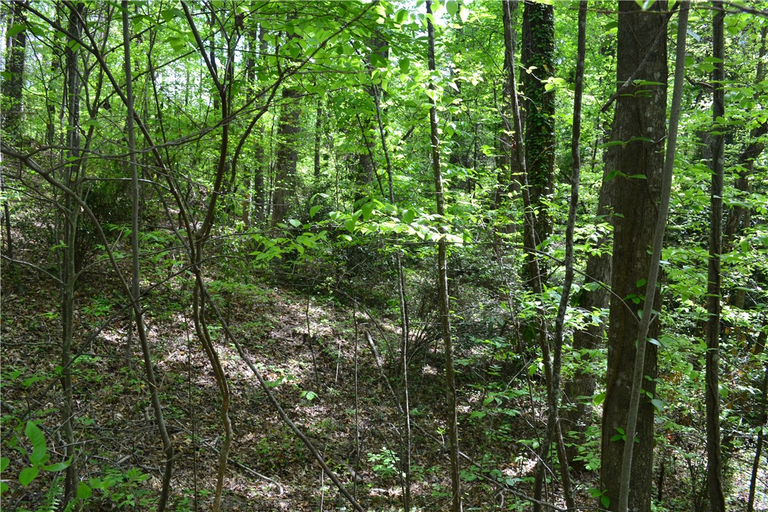 000 Cane Creek Drive, Seneca, South Carolina image 5