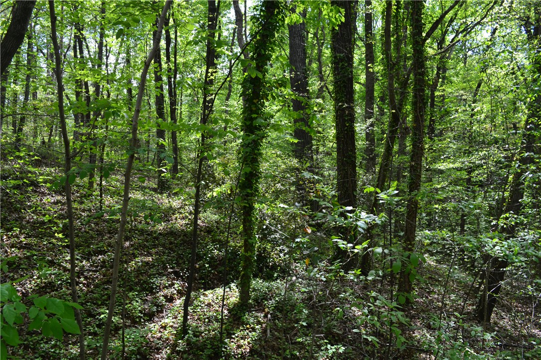 000 Cane Creek Drive, Seneca, South Carolina image 3