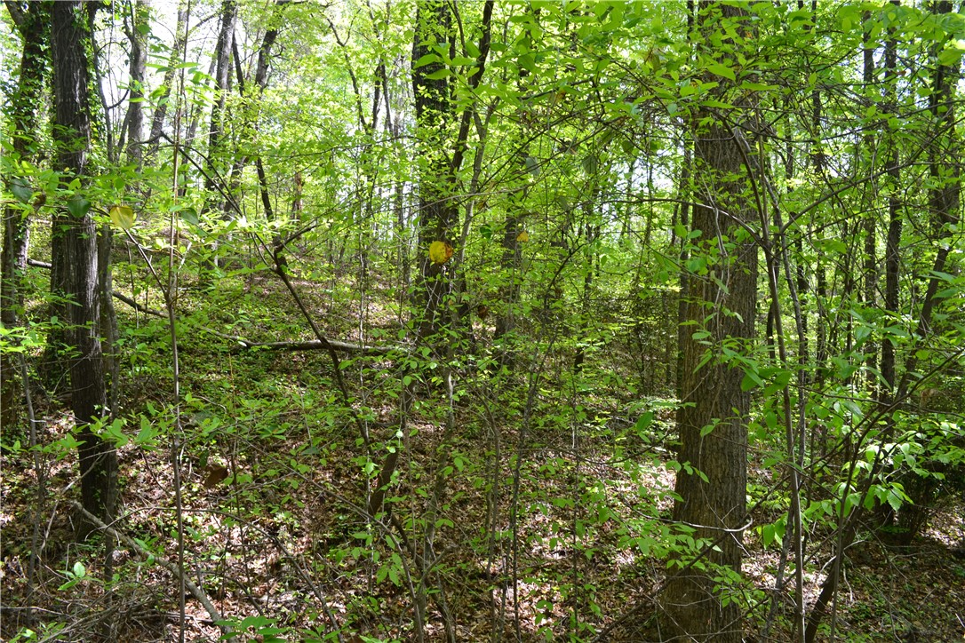 000 Cane Creek Drive, Seneca, South Carolina image 6