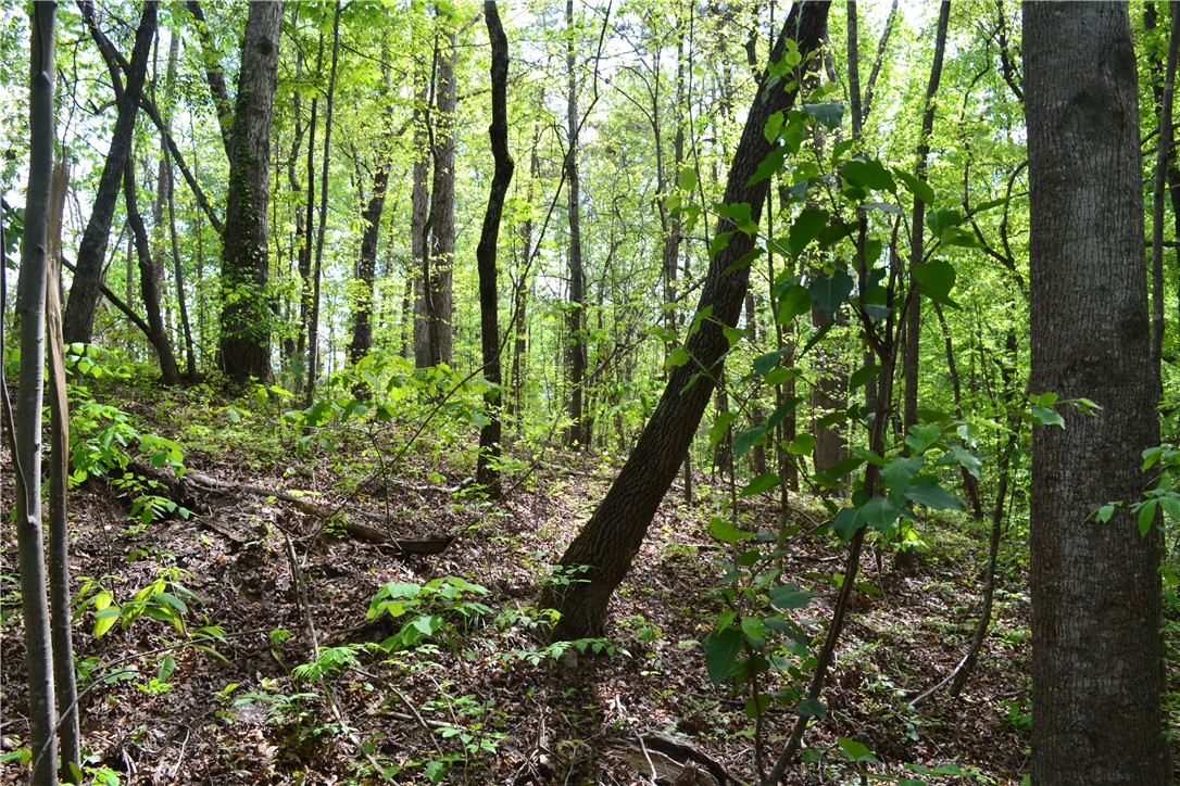 000 Cane Creek Drive, Seneca, South Carolina image 4