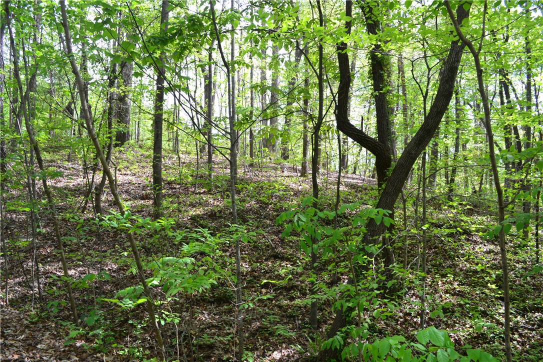 000 Cane Creek Drive, Seneca, South Carolina image 1