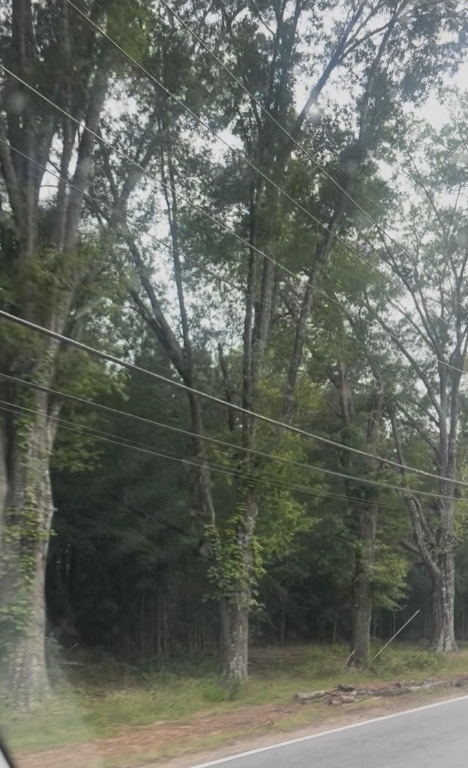 Anderson, South Carolina 29621, United States, ,Land,Pending,186584