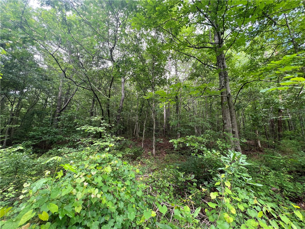 Old Pendleton Road, Easley, South Carolina image 5