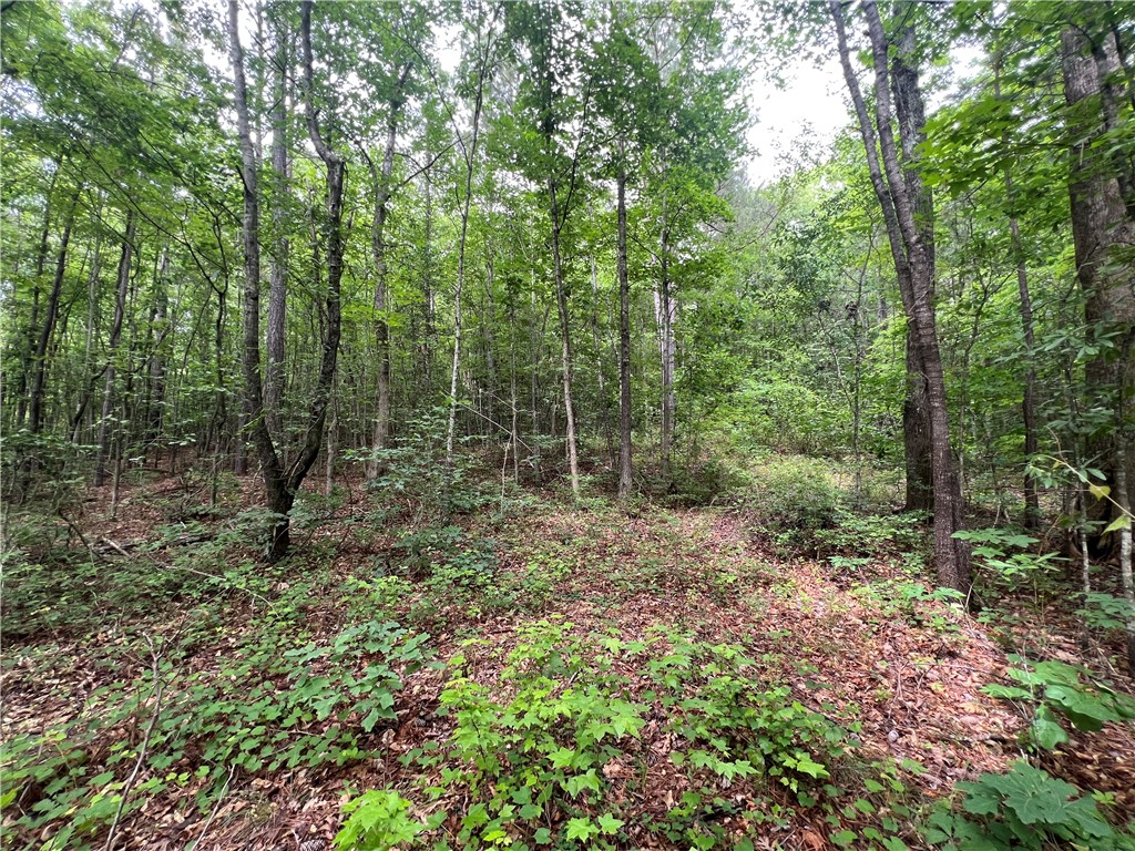 Old Pendleton Road, Easley, South Carolina image 7