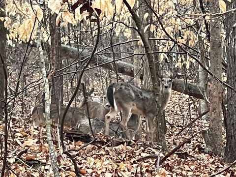 Vacant Land For Sale - LOT 942 Birdie Court<br/> Westminster, SC 29693