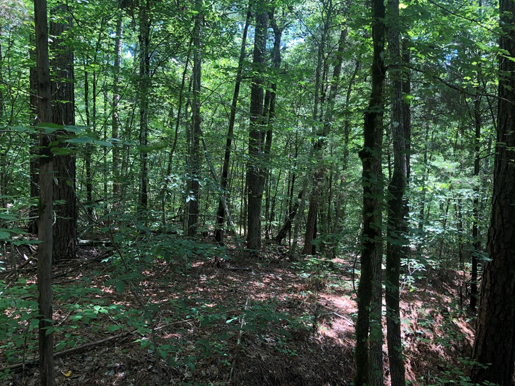 Dogwood Lane, Abbeville, South Carolina image 15