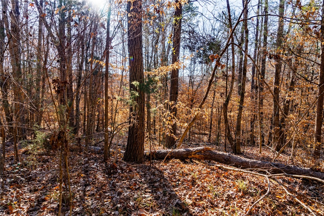 Dogwood Lane, Abbeville, South Carolina image 4