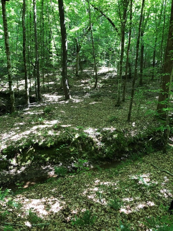 Dogwood Lane, Abbeville, South Carolina image 12