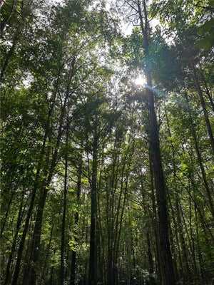 209 GALE DR, PELZER, SC 29669 - Image c7d5c03fc798878a85d85134bb7a0ea7/274552111