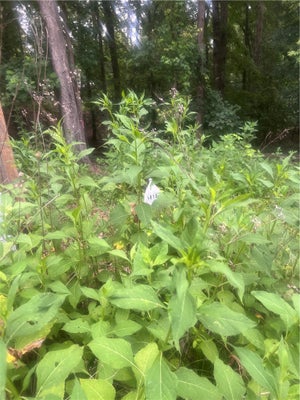 00 S ARROWHEAD DRIVE, WESTMINSTER, SC 29693 - Image dc641cb34fc363cdceb97a2ea5c13230/4170412632