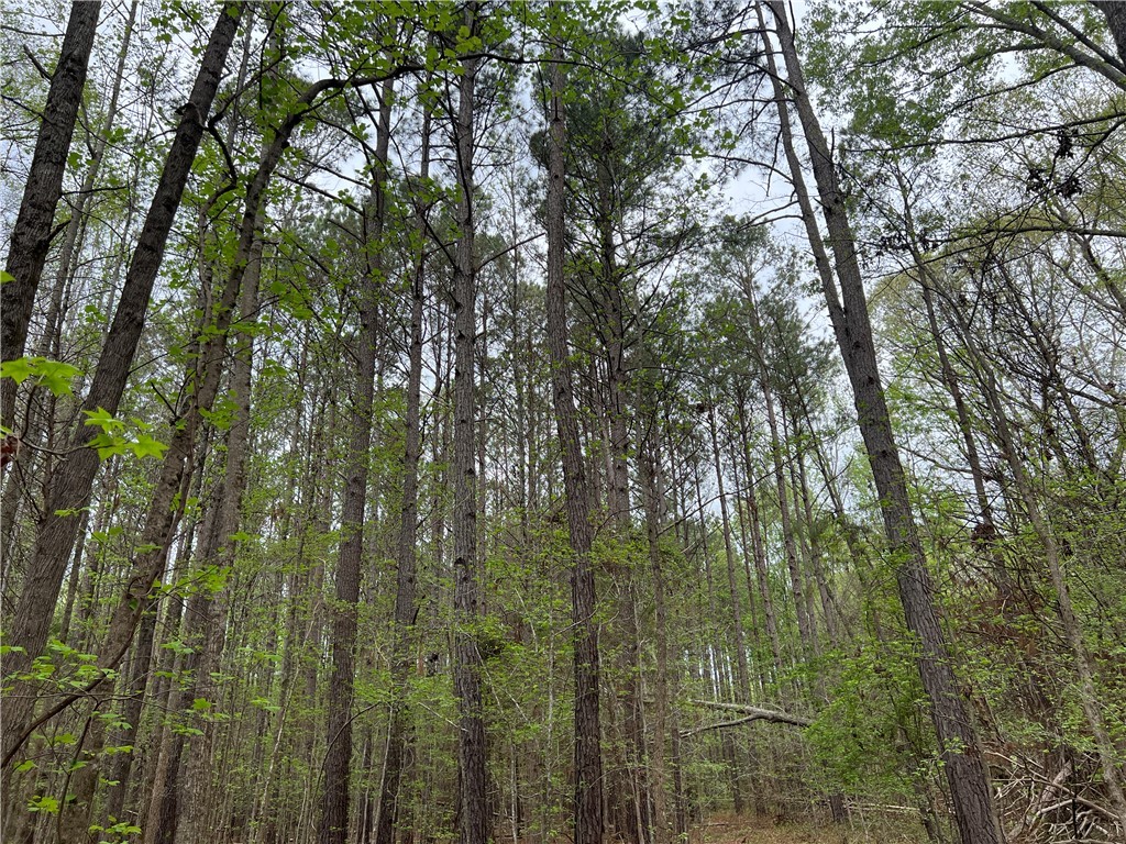 81 North Highway, Calhoun Falls, South Carolina image 13