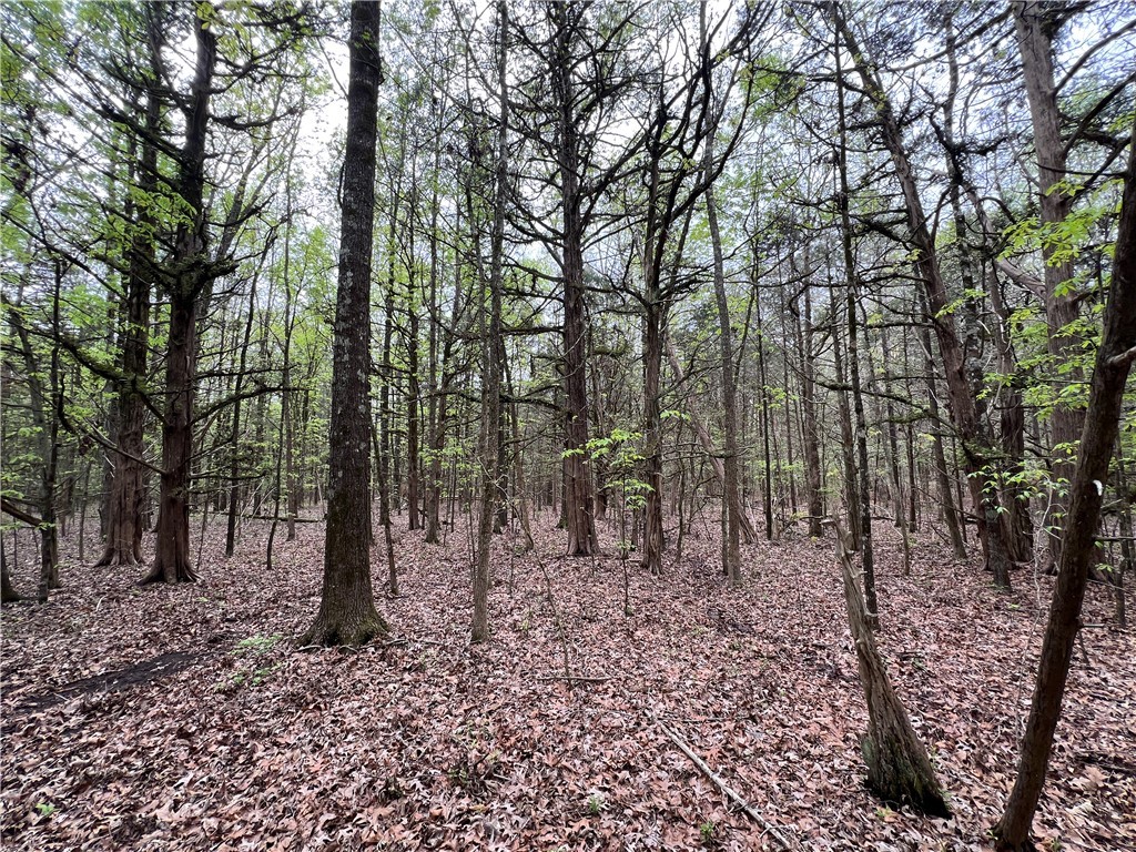81 North Highway, Calhoun Falls, South Carolina image 25