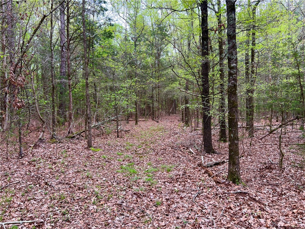 81 North Highway, Calhoun Falls, South Carolina image 16