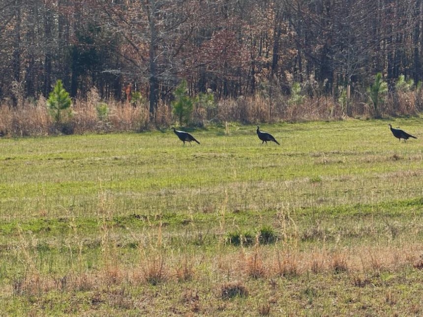 Hemlock Rd, Gaffney, South Carolina image 12