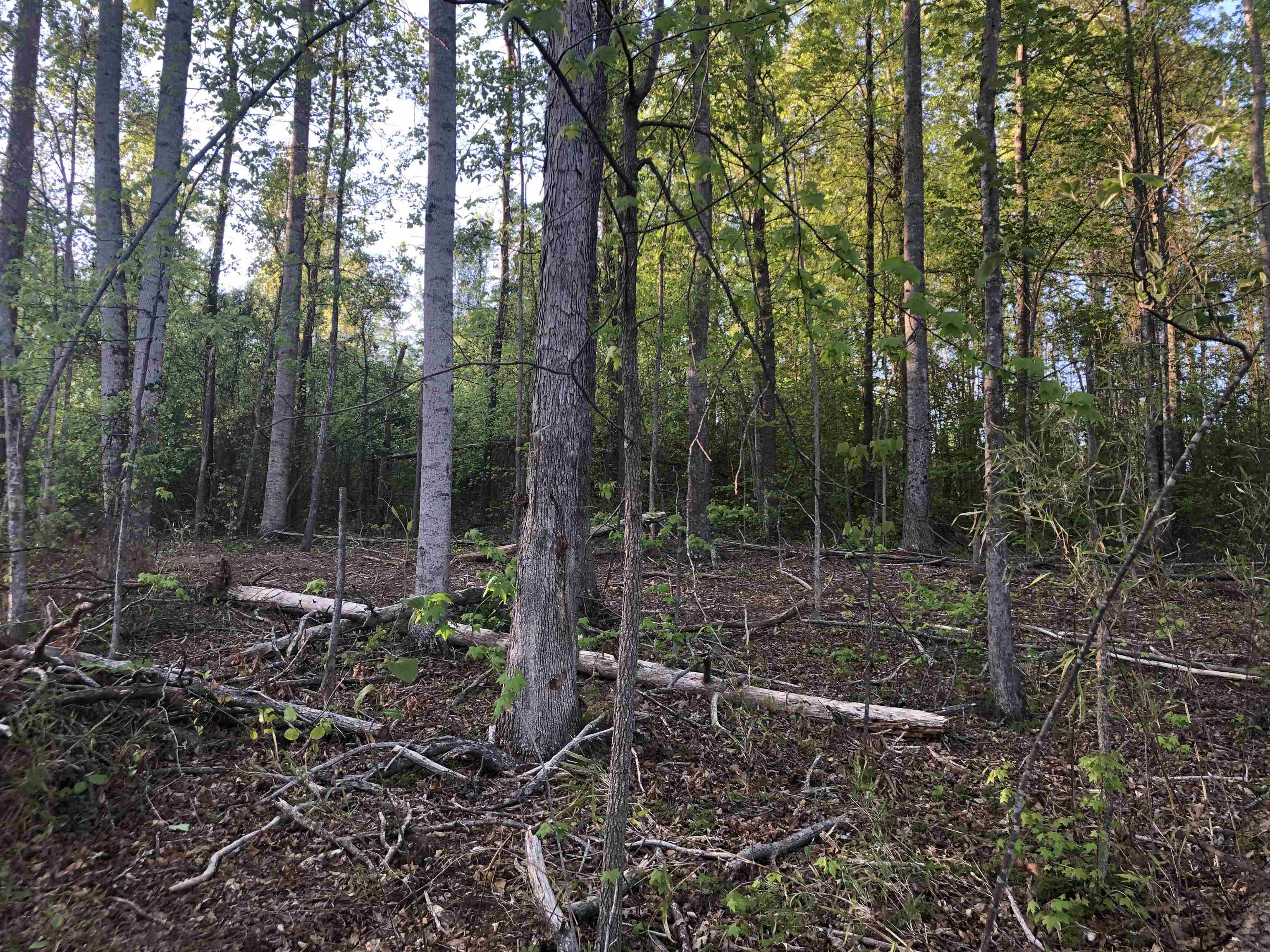 Sunward Path, Inman, South Carolina image 2