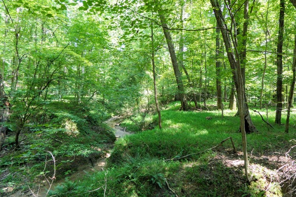 116 MEANSVILLE RD, UNION, SC 29379 - Image 1c3433eae1f766ea9df76cffa2dc76c1/731914124