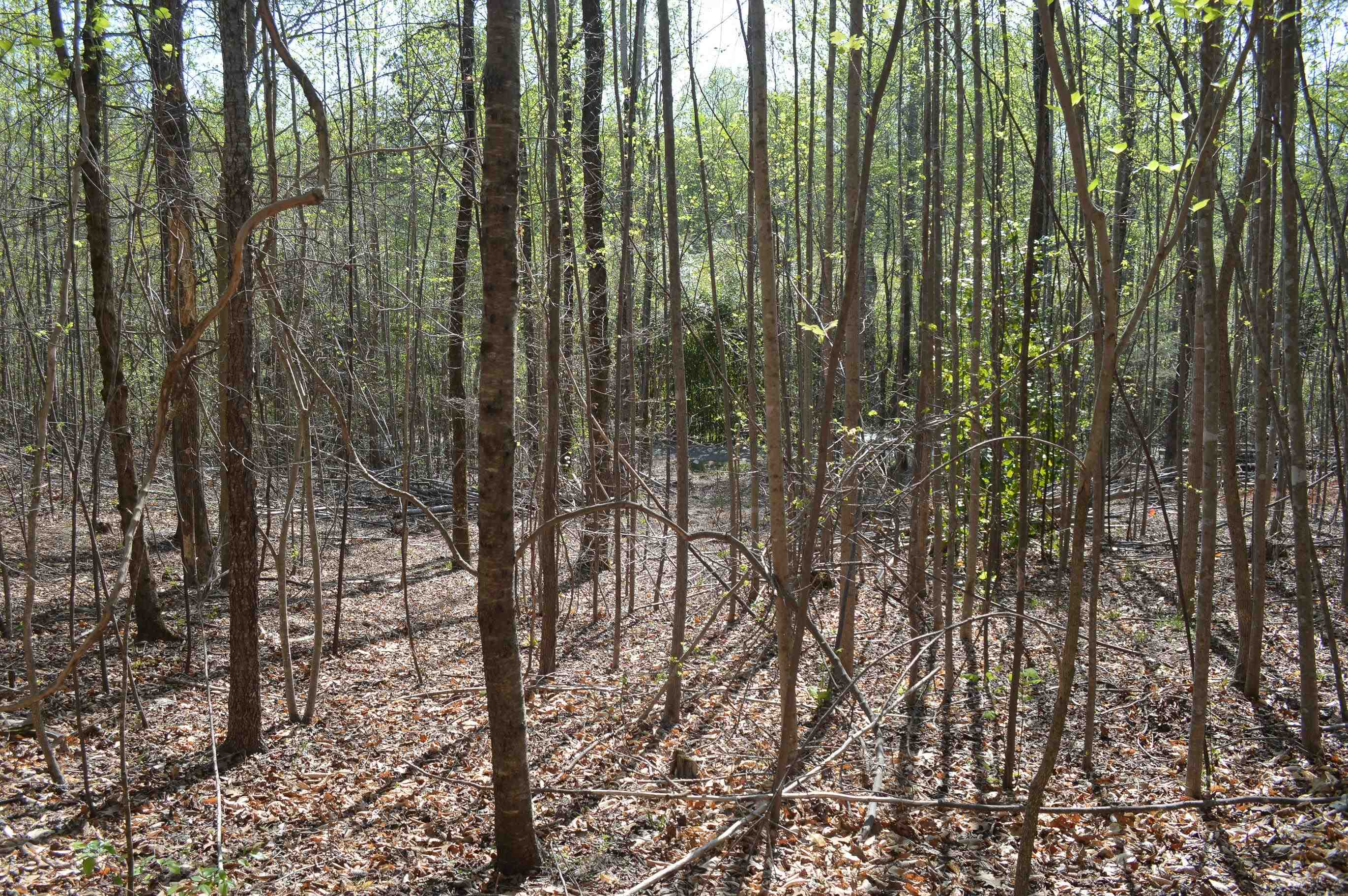 760 N. Elm Ave Ave, Landrum, South Carolina image 9