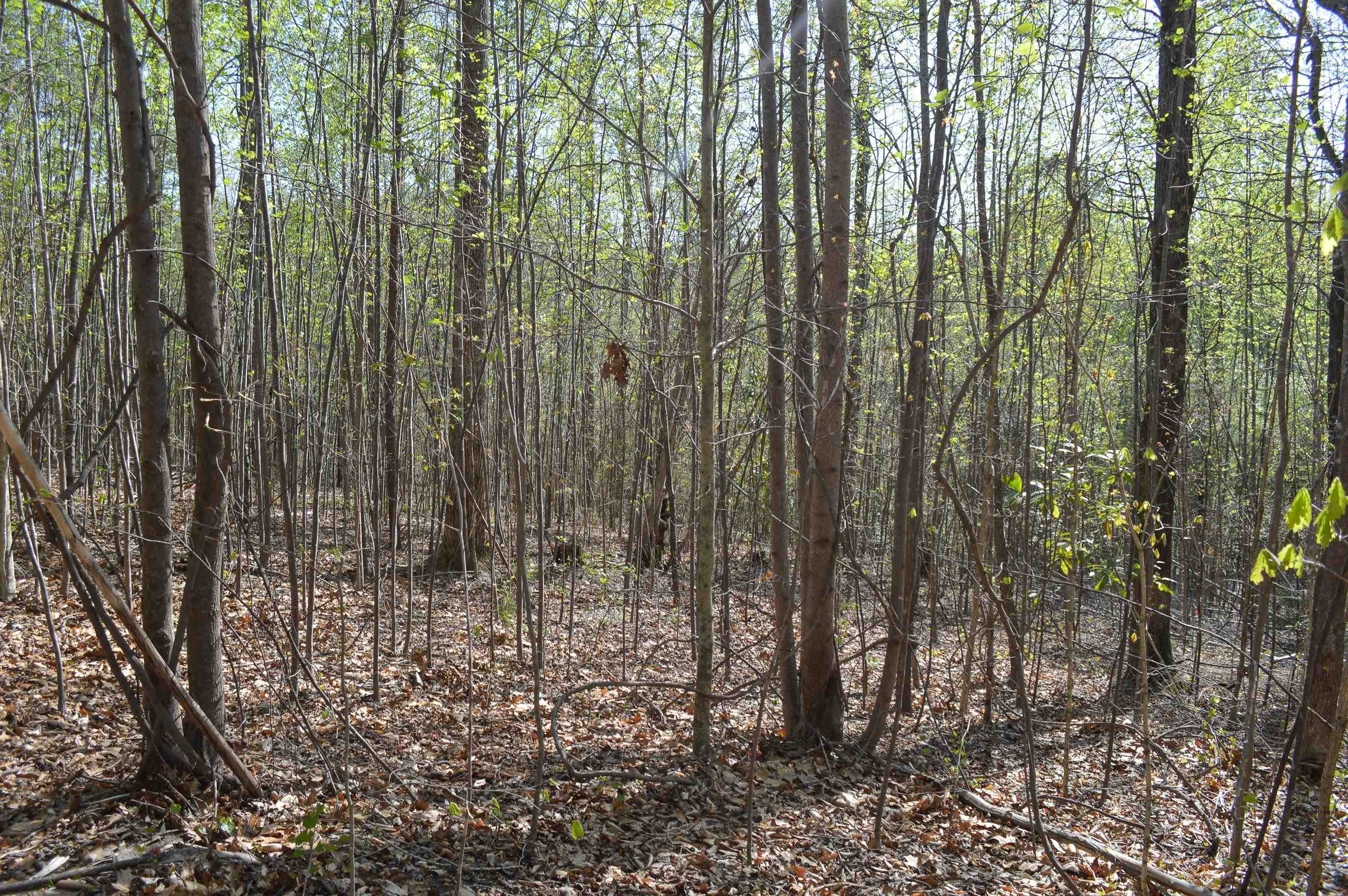 760 N. Elm Ave Ave, Landrum, South Carolina image 10