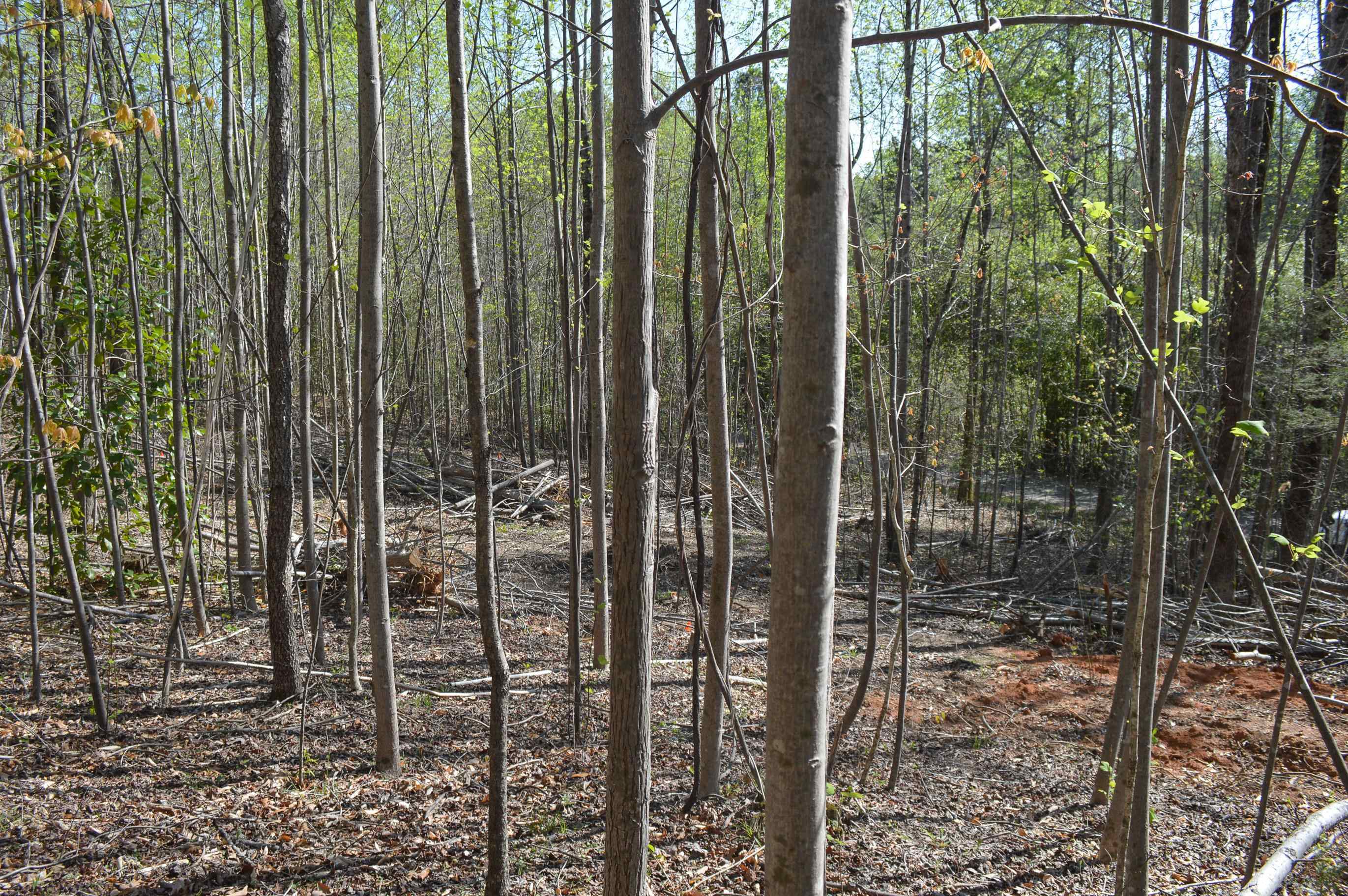 760 N. Elm Ave Ave, Landrum, South Carolina image 1