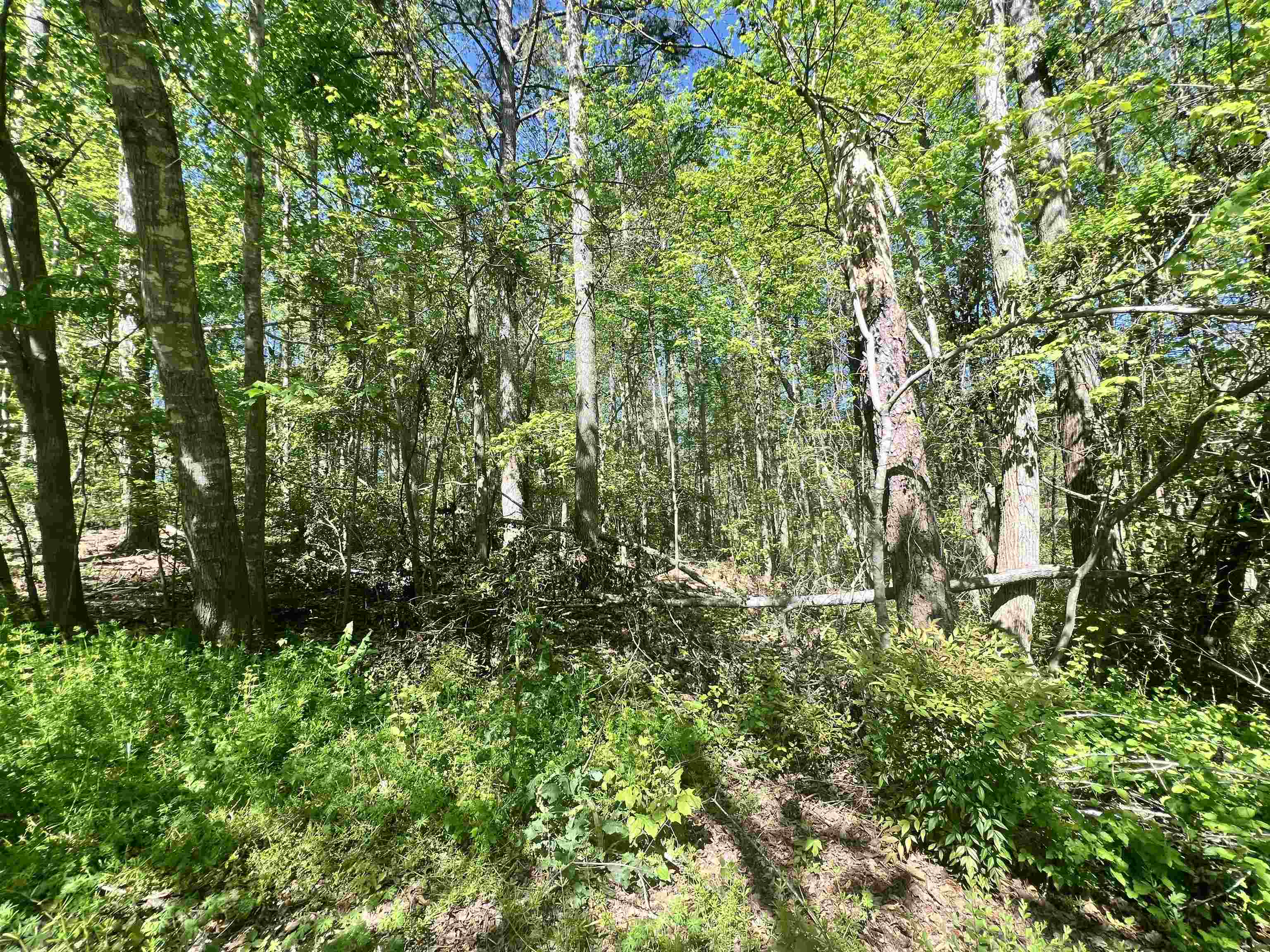 Hampton Boulevard, Gaffney, South Carolina image 7