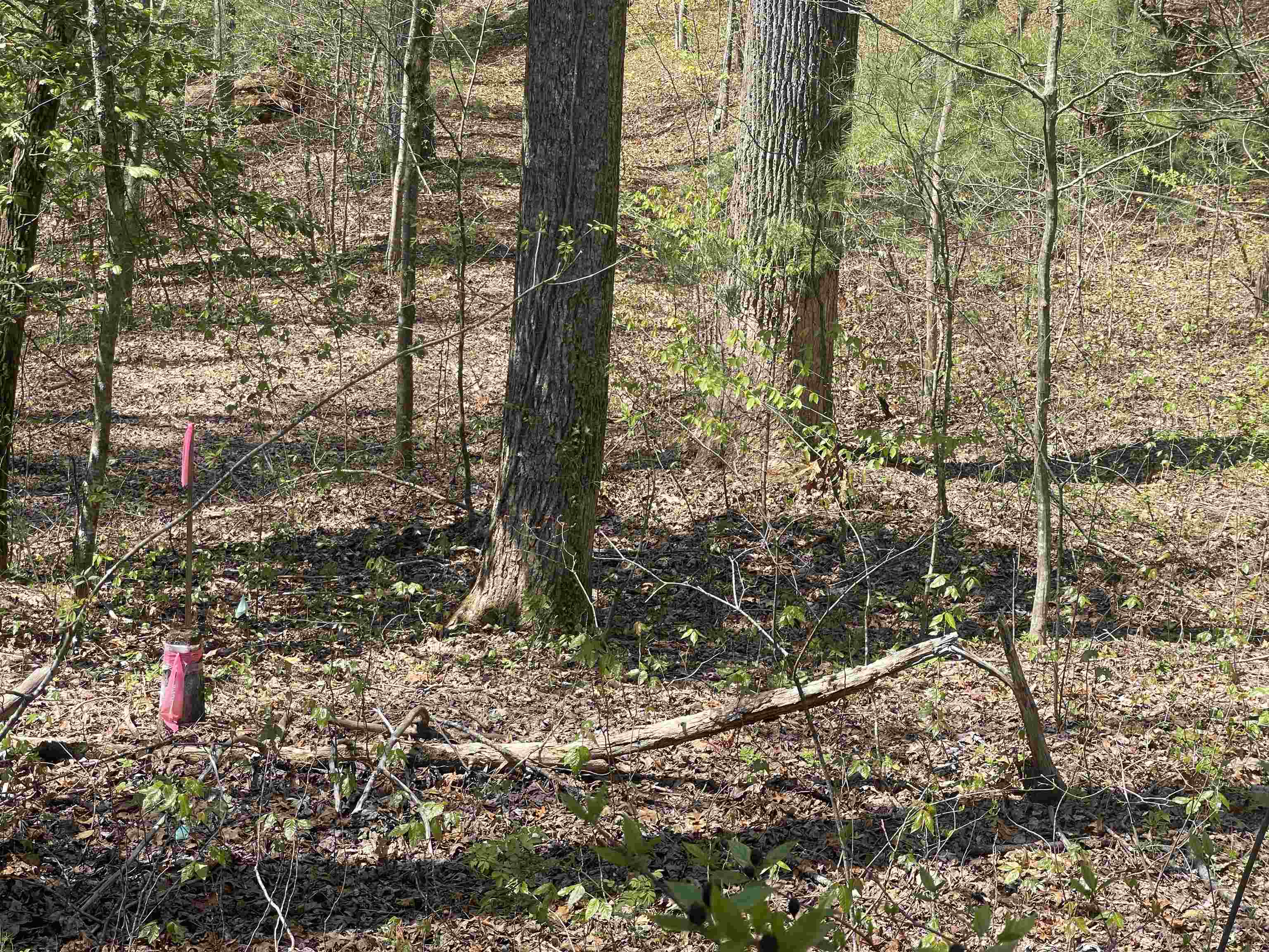 248 Camp Windy Wood Road, Tuxedo, North Carolina image 11