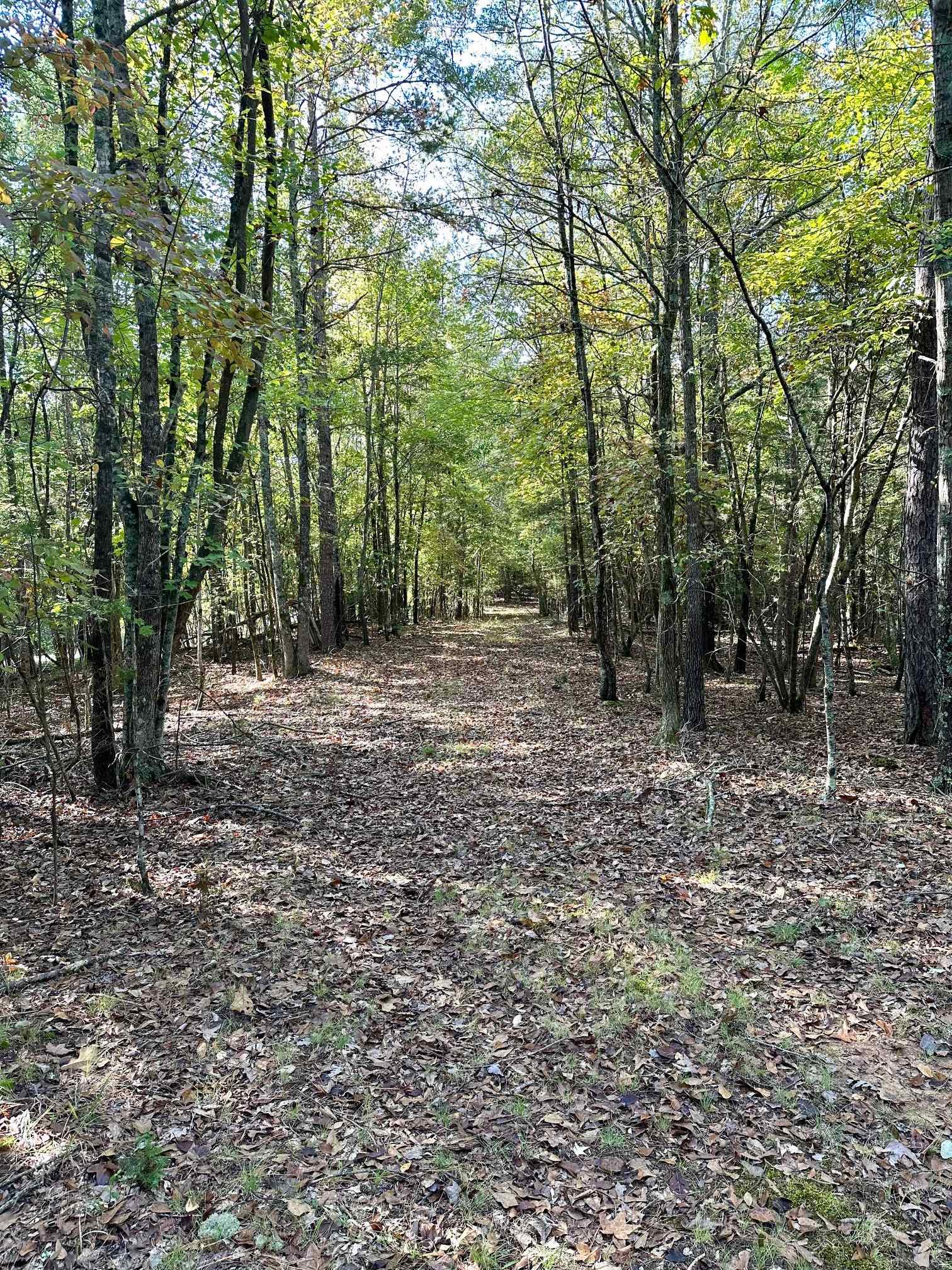 Terrapin Road, Union, South Carolina image 8