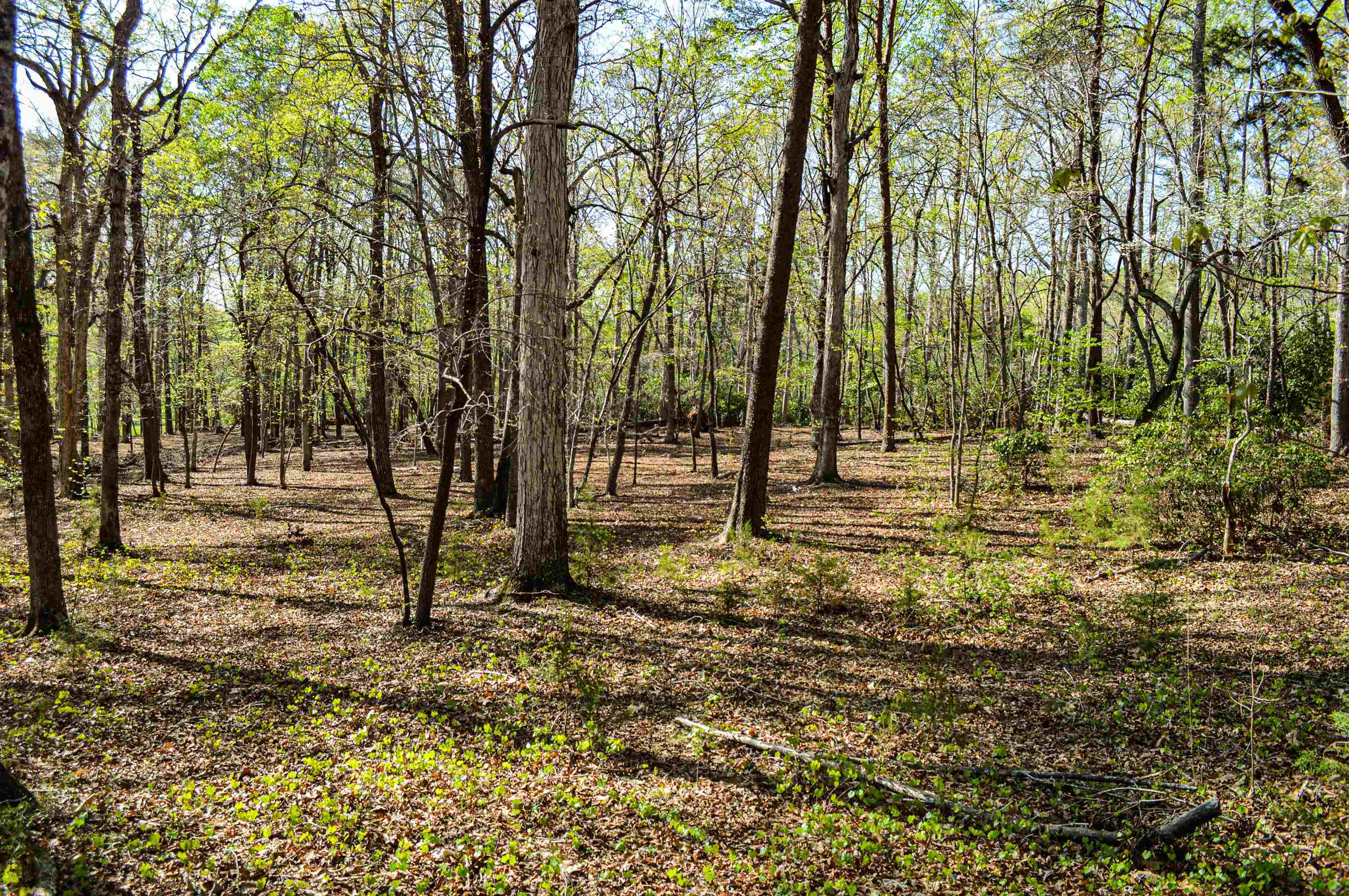 Club Road, Tryon, North Carolina image 4