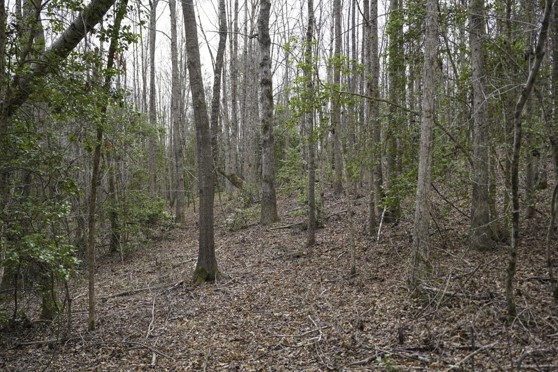 Cantrell Lot 2 Drive, Chesnee, South Carolina image 15
