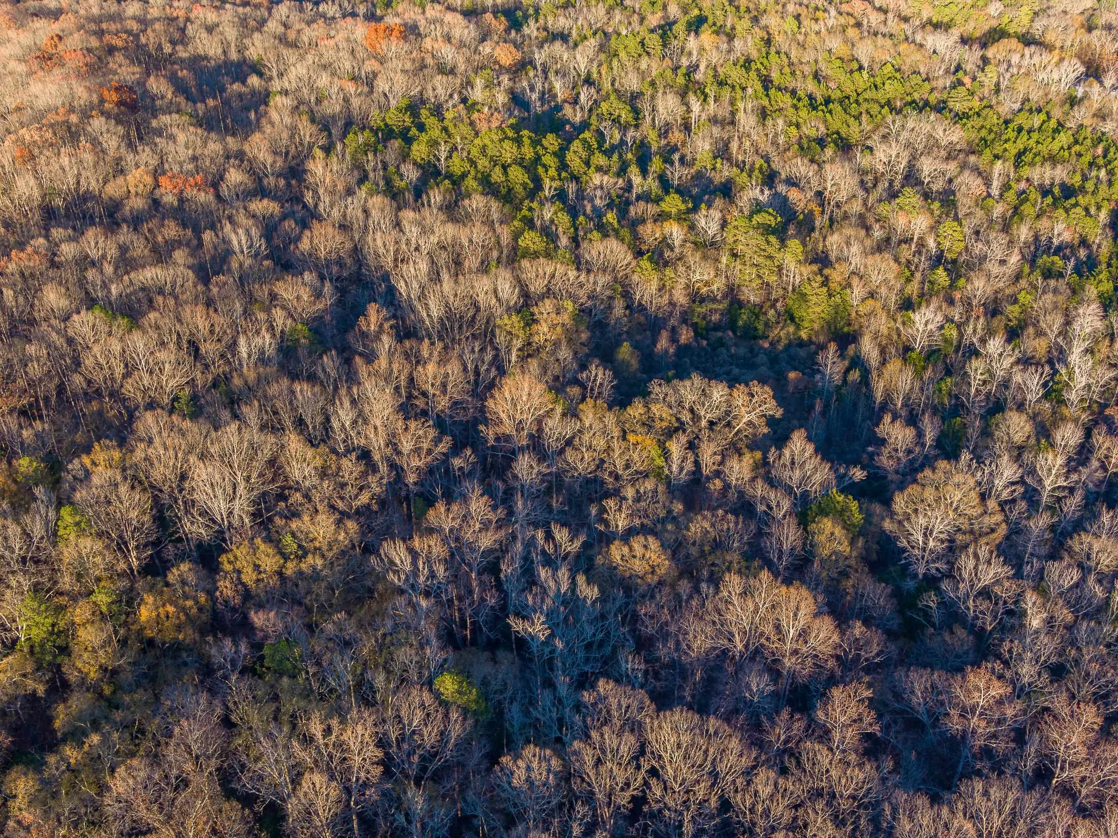 Marshall Tucker Rd, Pauline, South Carolina image 11