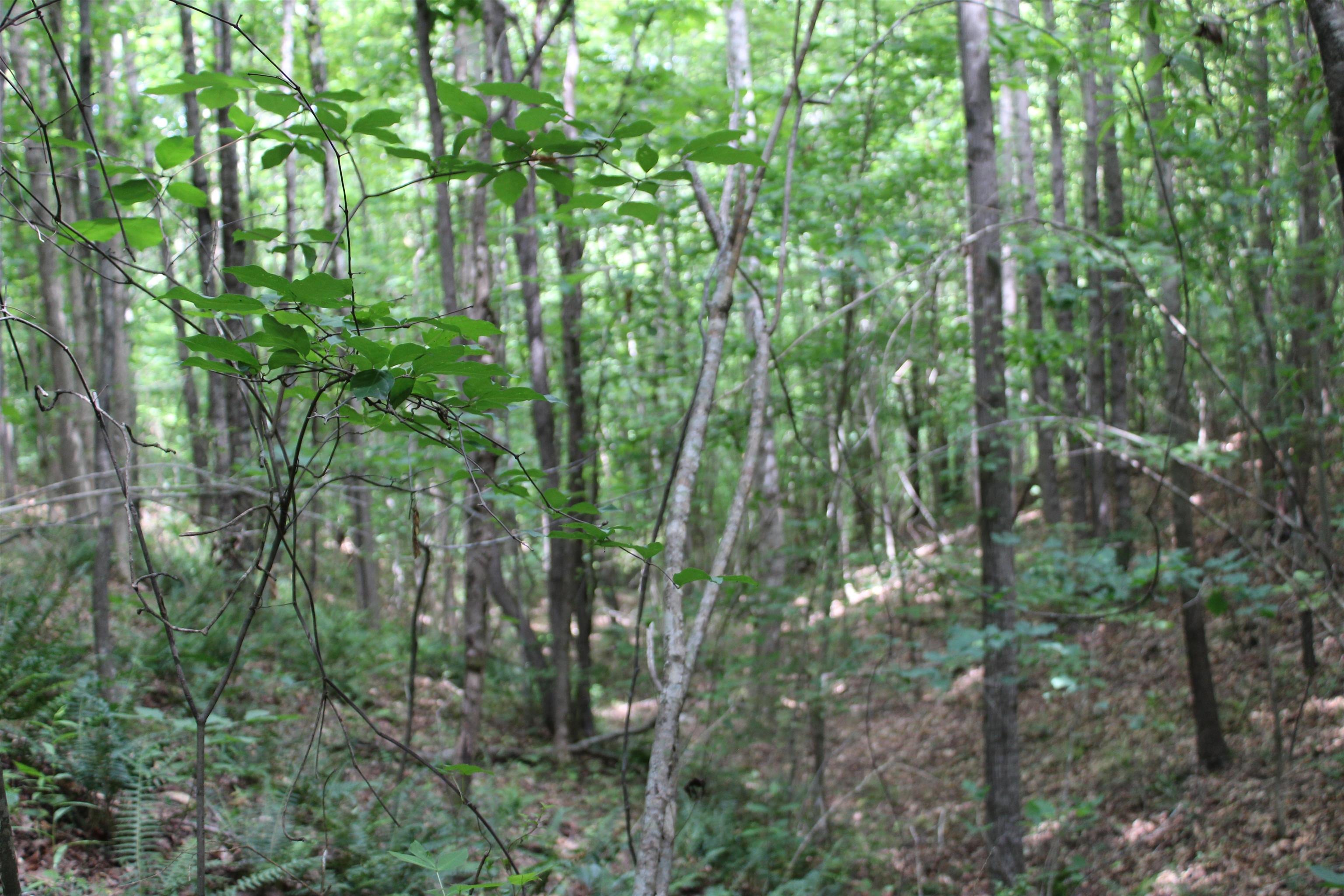 523 Mcdade Road, Tryon, North Carolina image 28