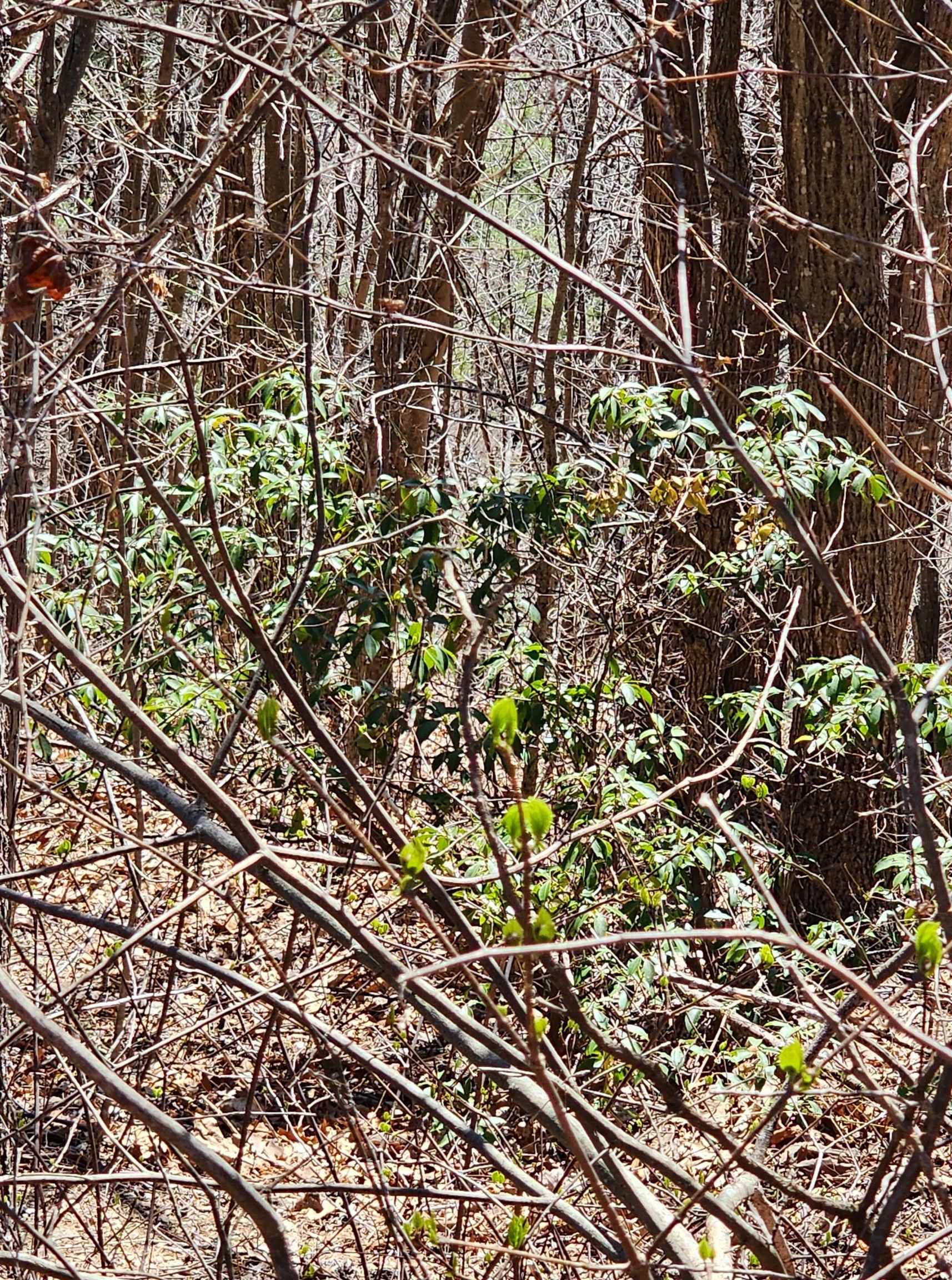 320 Foggy Cut Lane, Landrum, South Carolina image 3