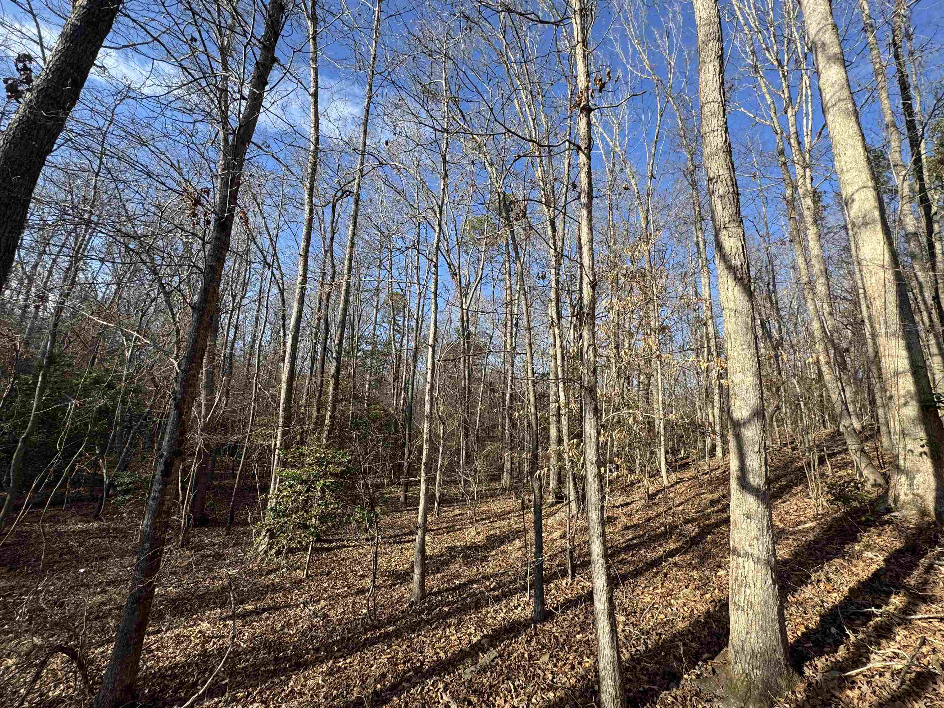 220 Wildwood Farms Road, Gray Court, South Carolina image 45